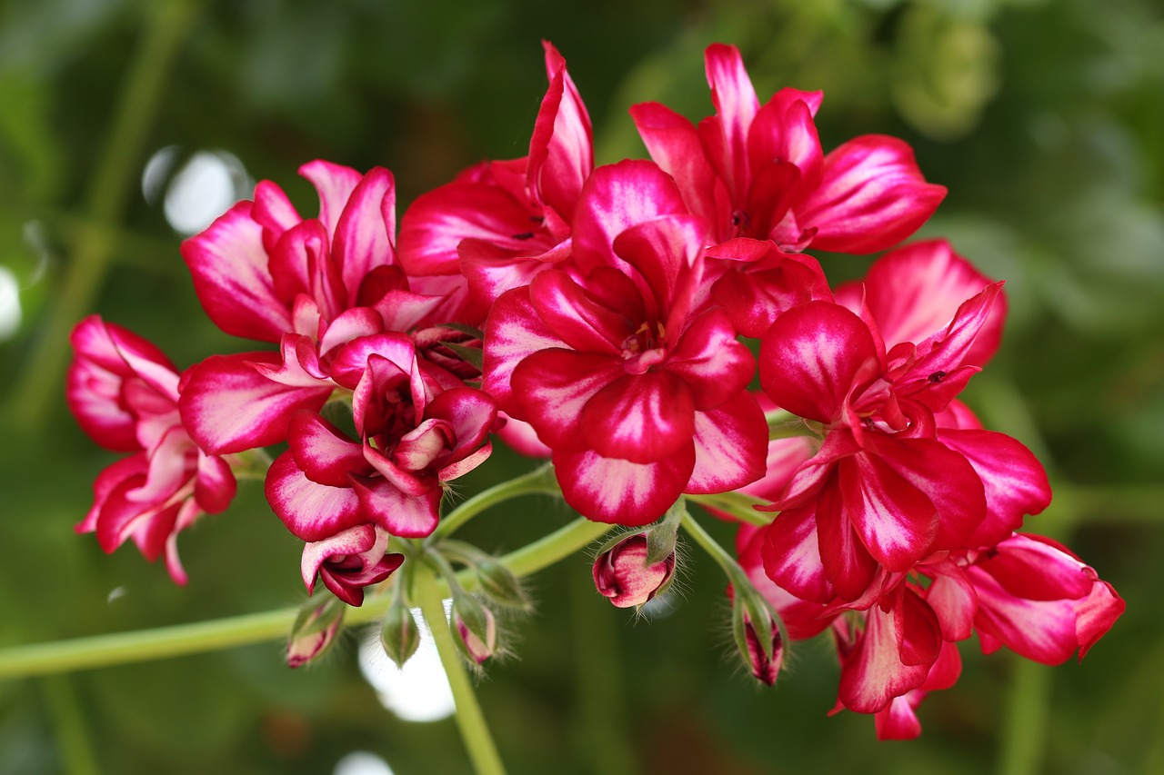 Pelargonium 8 biljaka za osunčane balkone 