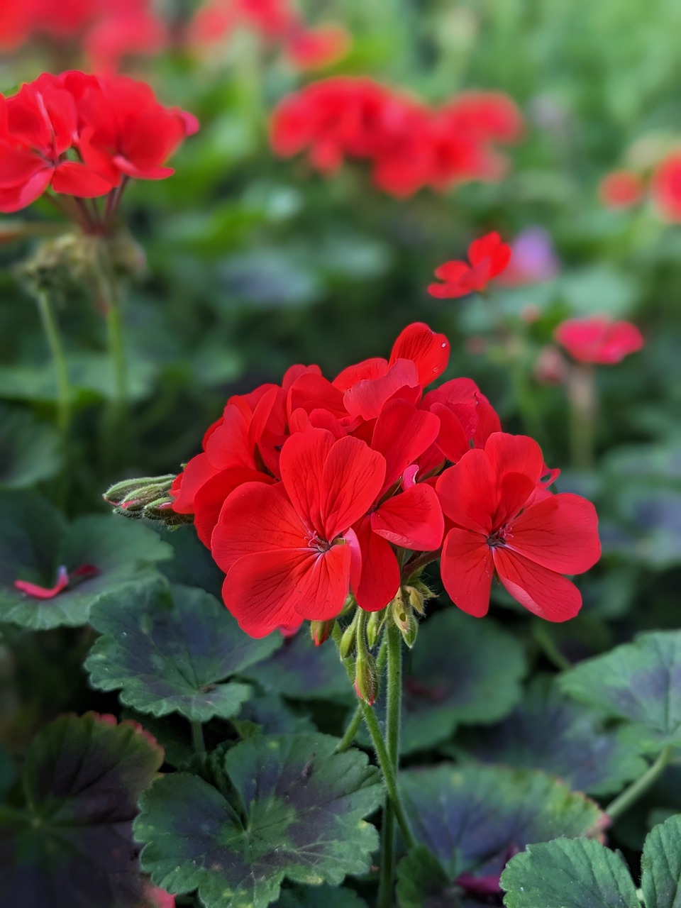 Pelargonium 8 biljaka za osunčane balkone 