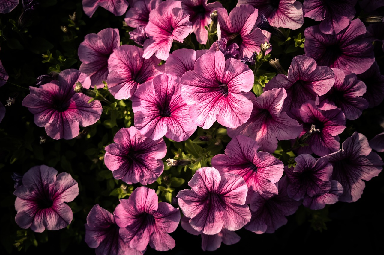 8 biljaka za osunčane balkone petunija