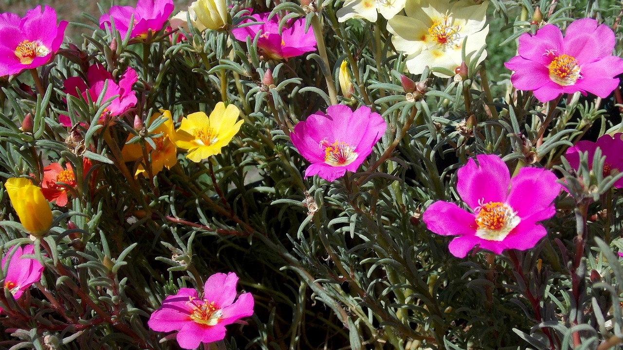 Portulaca Grandiflora 8 biljaka za osunčane balkone 