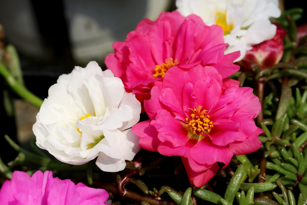 Portulaca Grandiflora 8 biljaka za osunčane balkone 