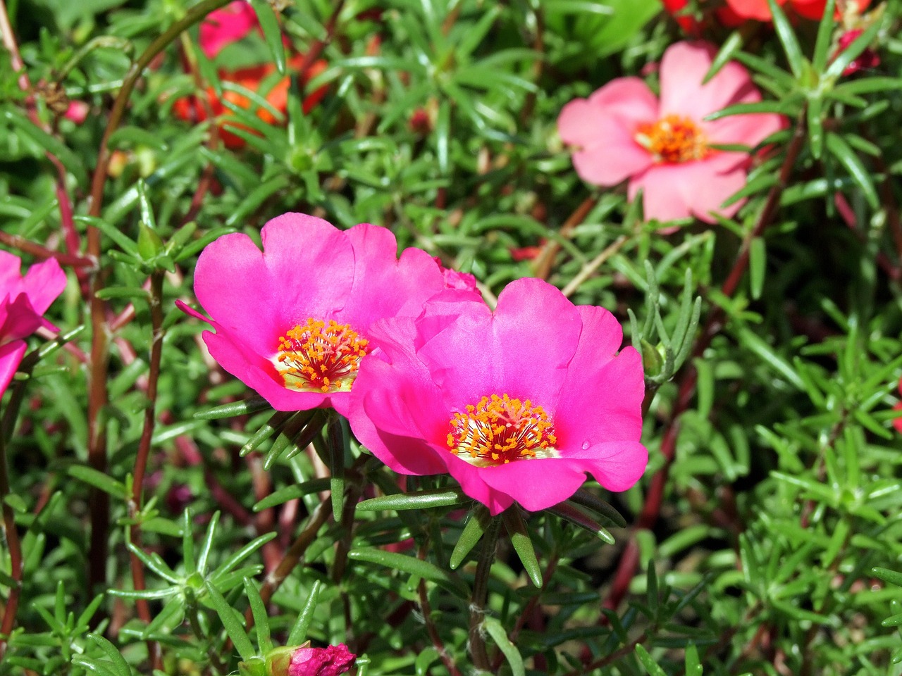 Portulaca Grandiflora 8 biljaka za osunčane balkone 