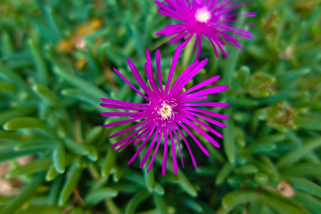 Portulaca Grandiflora 8 biljaka za osunčane balkone 