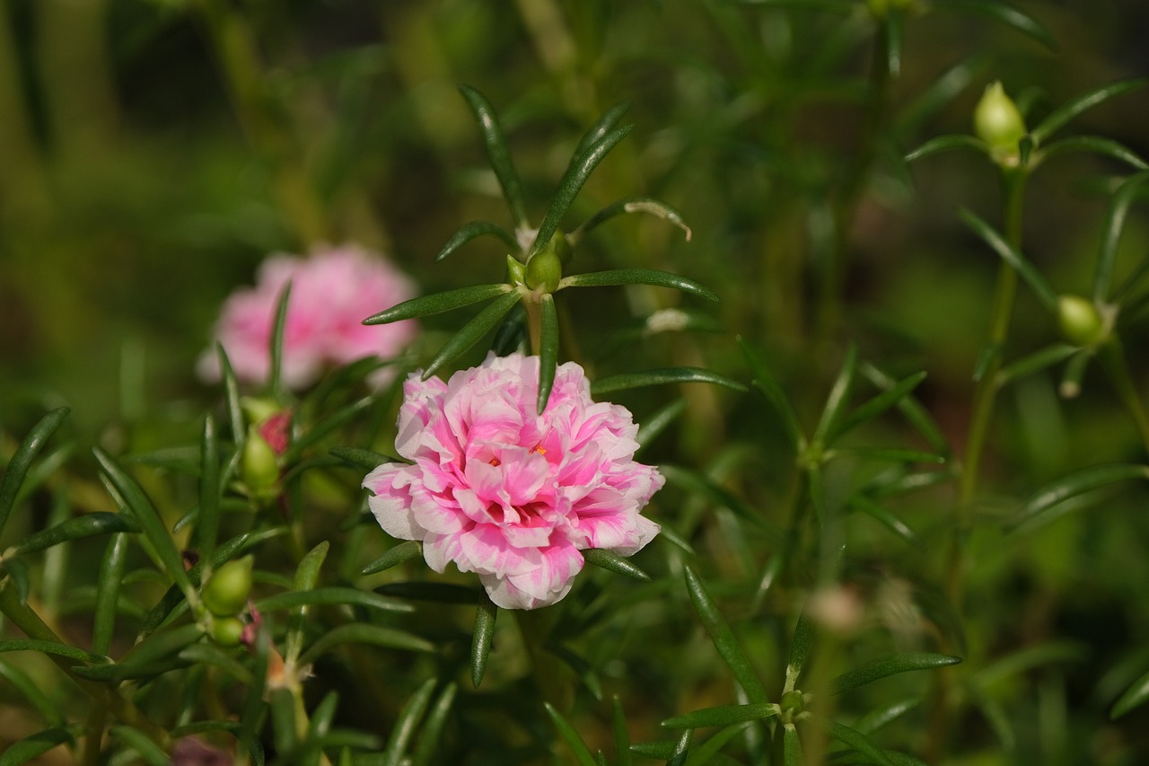 Portulaca Grandiflora 8 biljaka za osunčane balkone 