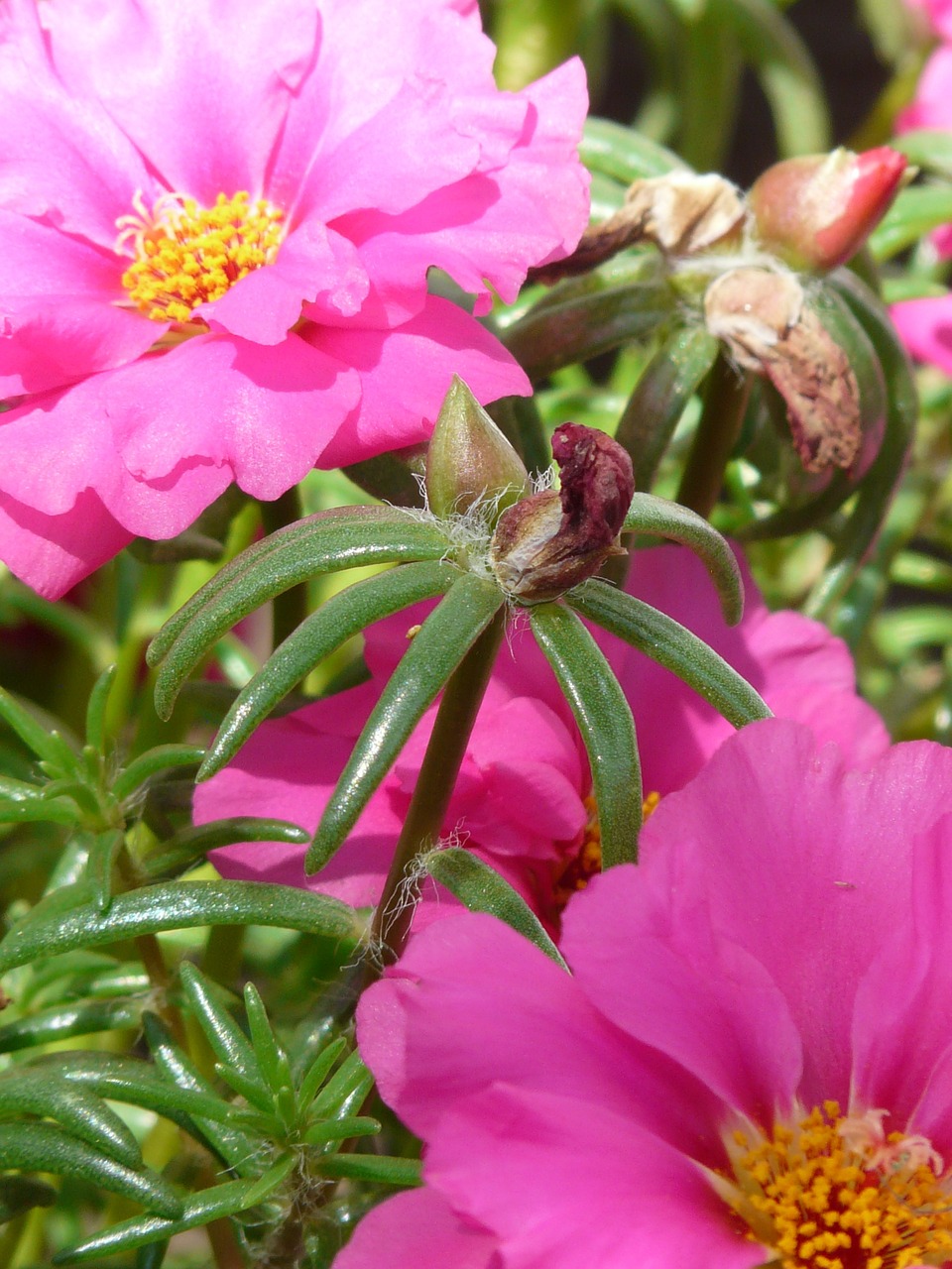 Portulaca Grandiflora 8 biljaka za osunčane balkone 