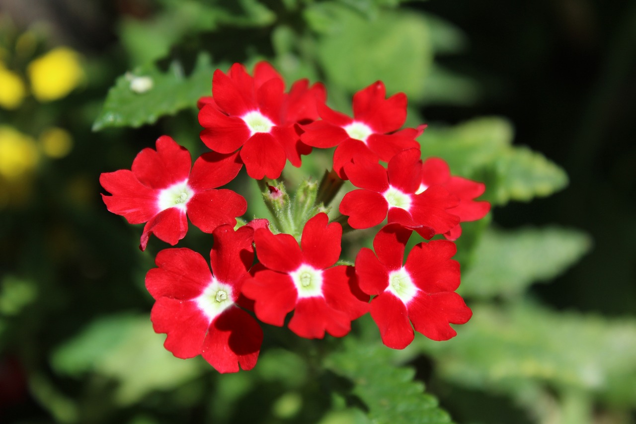 8 biljaka za osunčane balkone Verbena