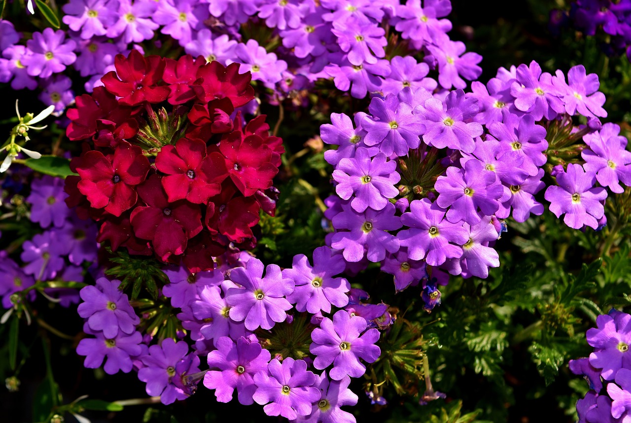 8 biljaka za osunčane balkone Verbena 