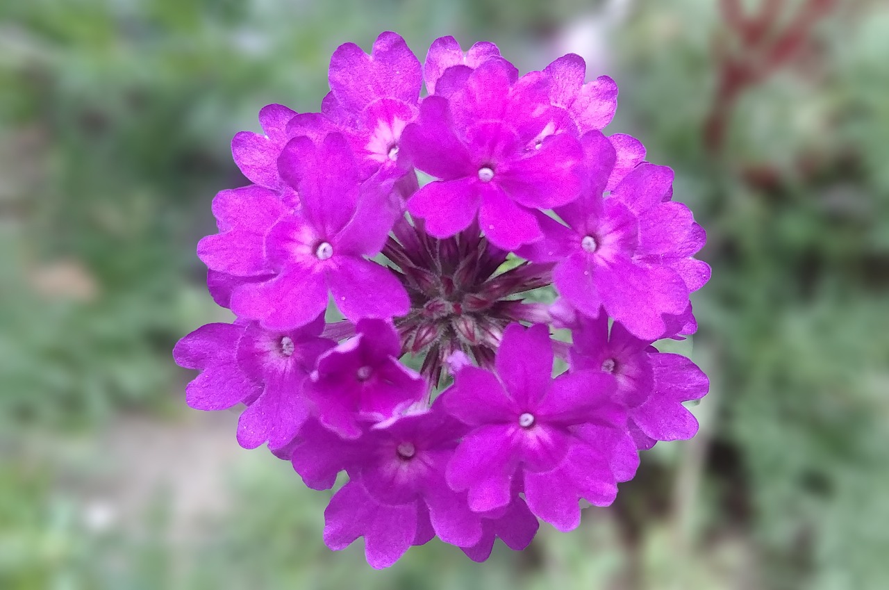 8 biljaka za osunčane balkone Verbena