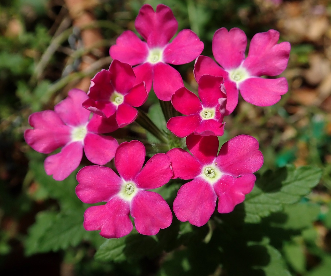 8 biljaka za osunčane balkone Verbena