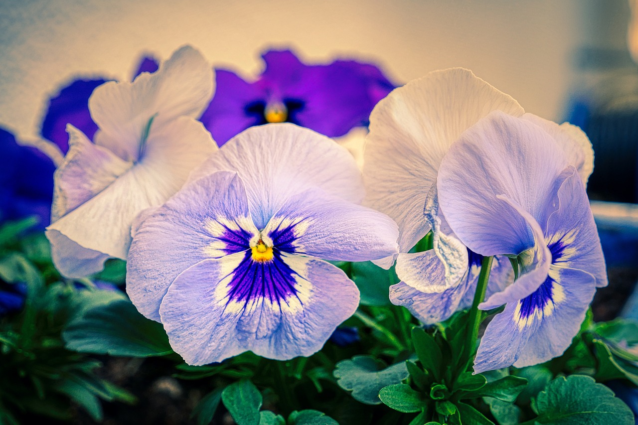 8 biljaka za osunčane balkone viola ljubičica