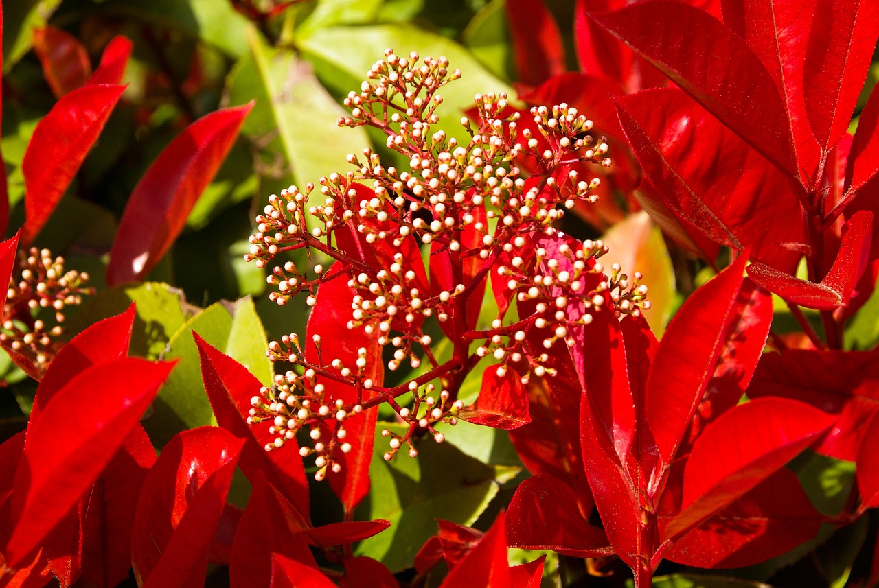 vani bossa zive ograde pejzazna arhitektura Photinia