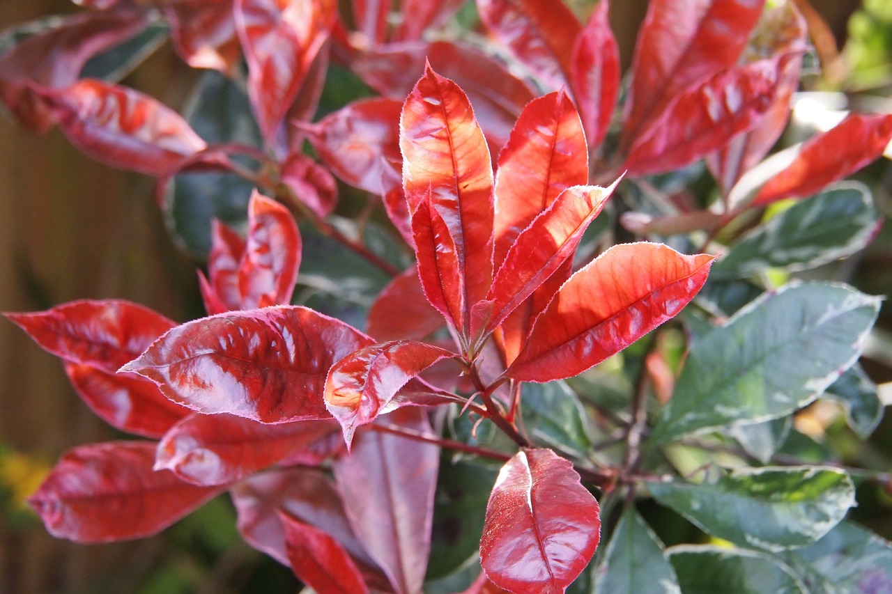 vani bossa zive ograde pejzazna arhitektura Photinia