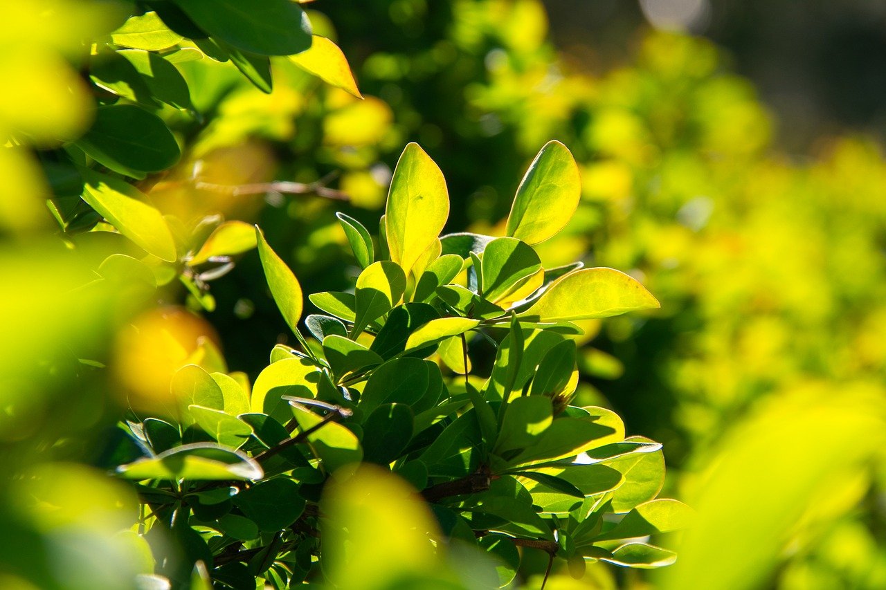 vani bossa zive ograde pejzazna arhitektura Ligustrum