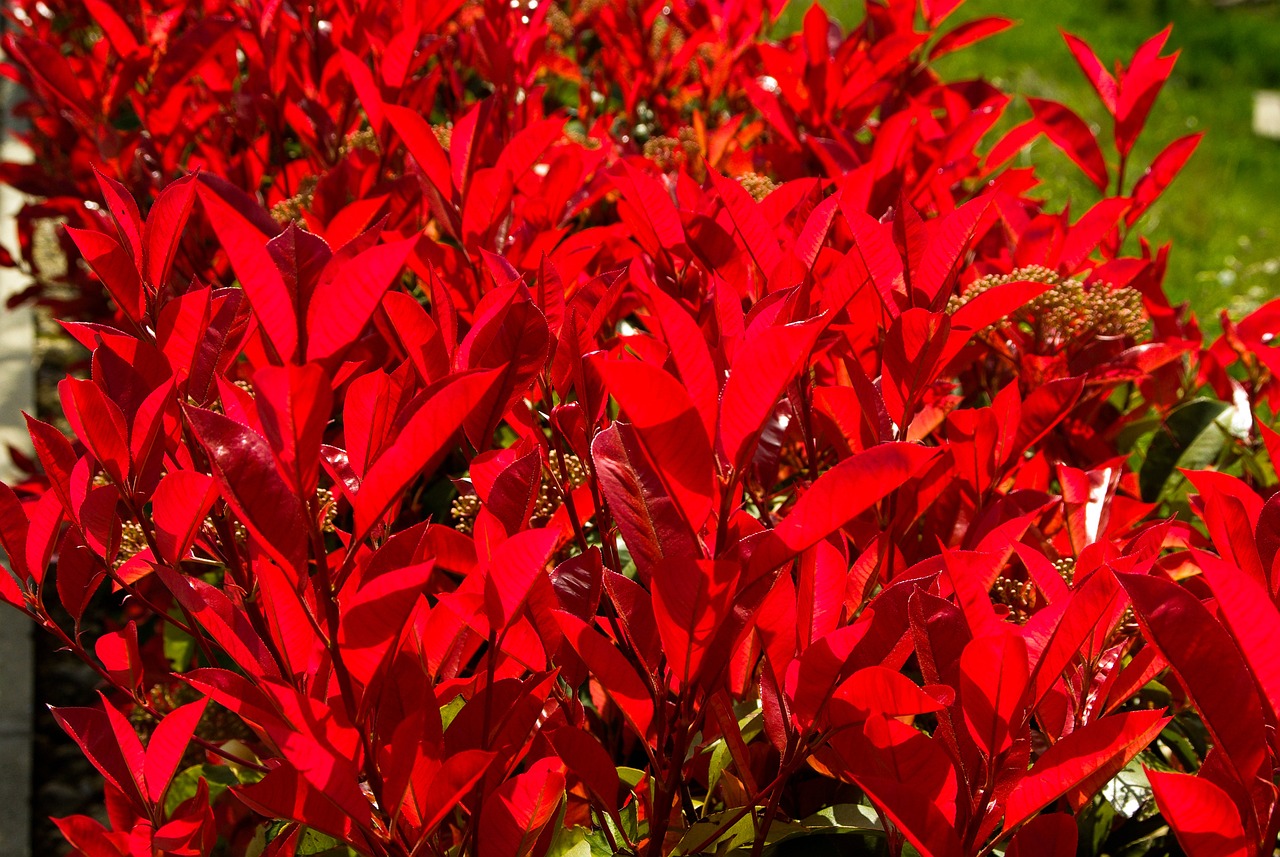 vani bossa zive ograde pejzazna arhitektura Photinia