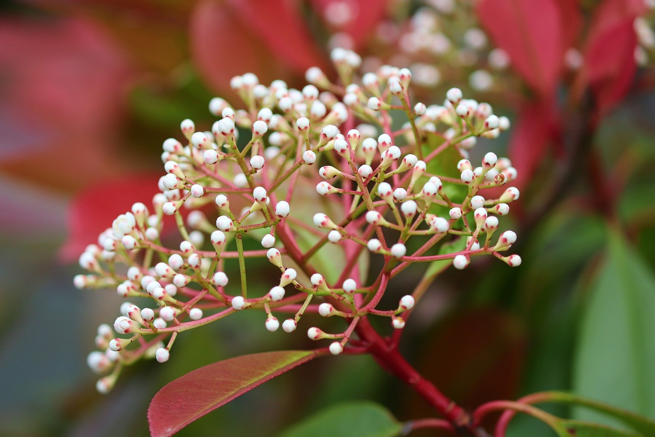 vani bossa zive ograde pejzazna arhitektura Photinia