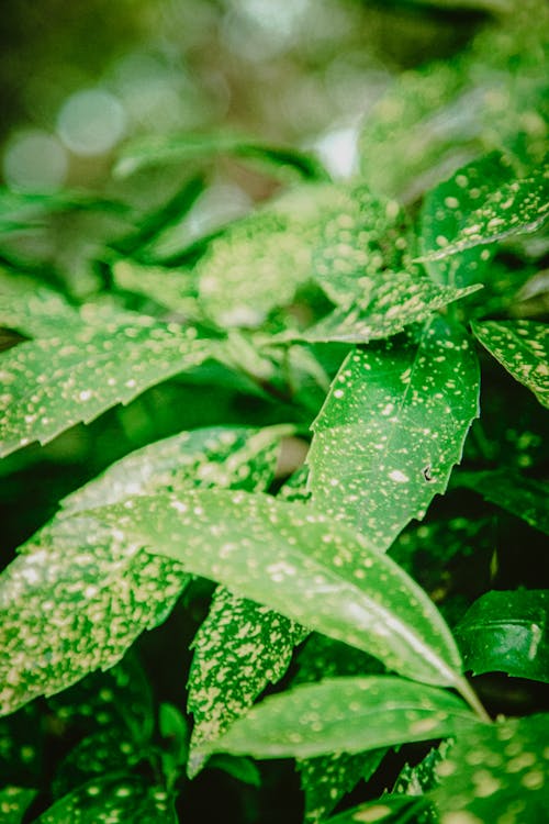 Biljke za senovite balkone vani bossa aucuba japonica japanski lovor 