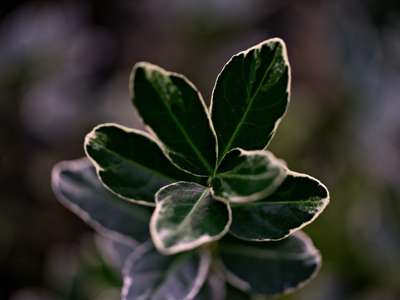 Biljke za senovite balkone vani bossa Euonymus 