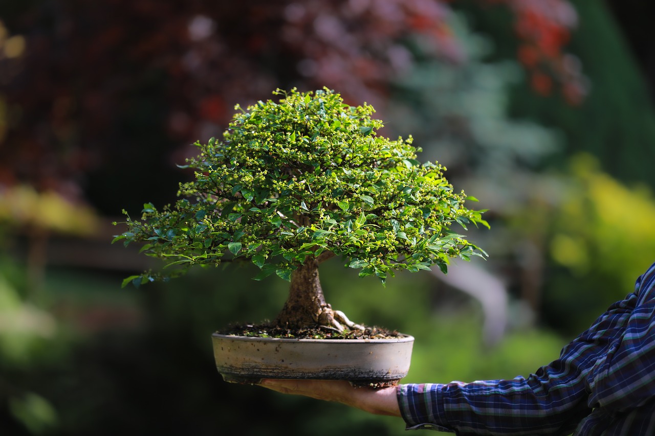 Biljke za senovite balkone vani bossa Euonymus 