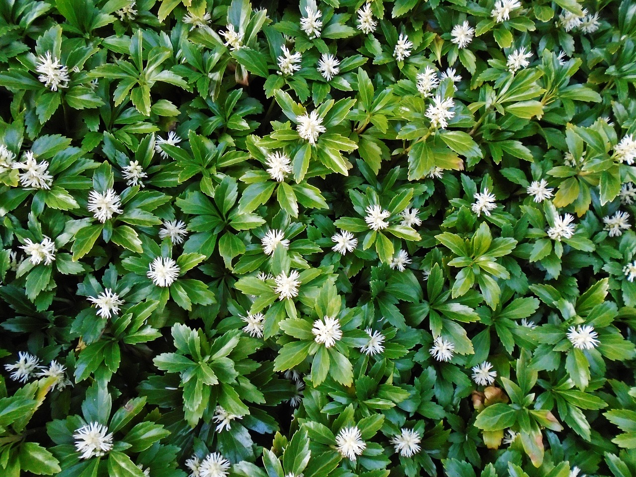 Biljke za senovite balkone vani bossa Pachysandra 