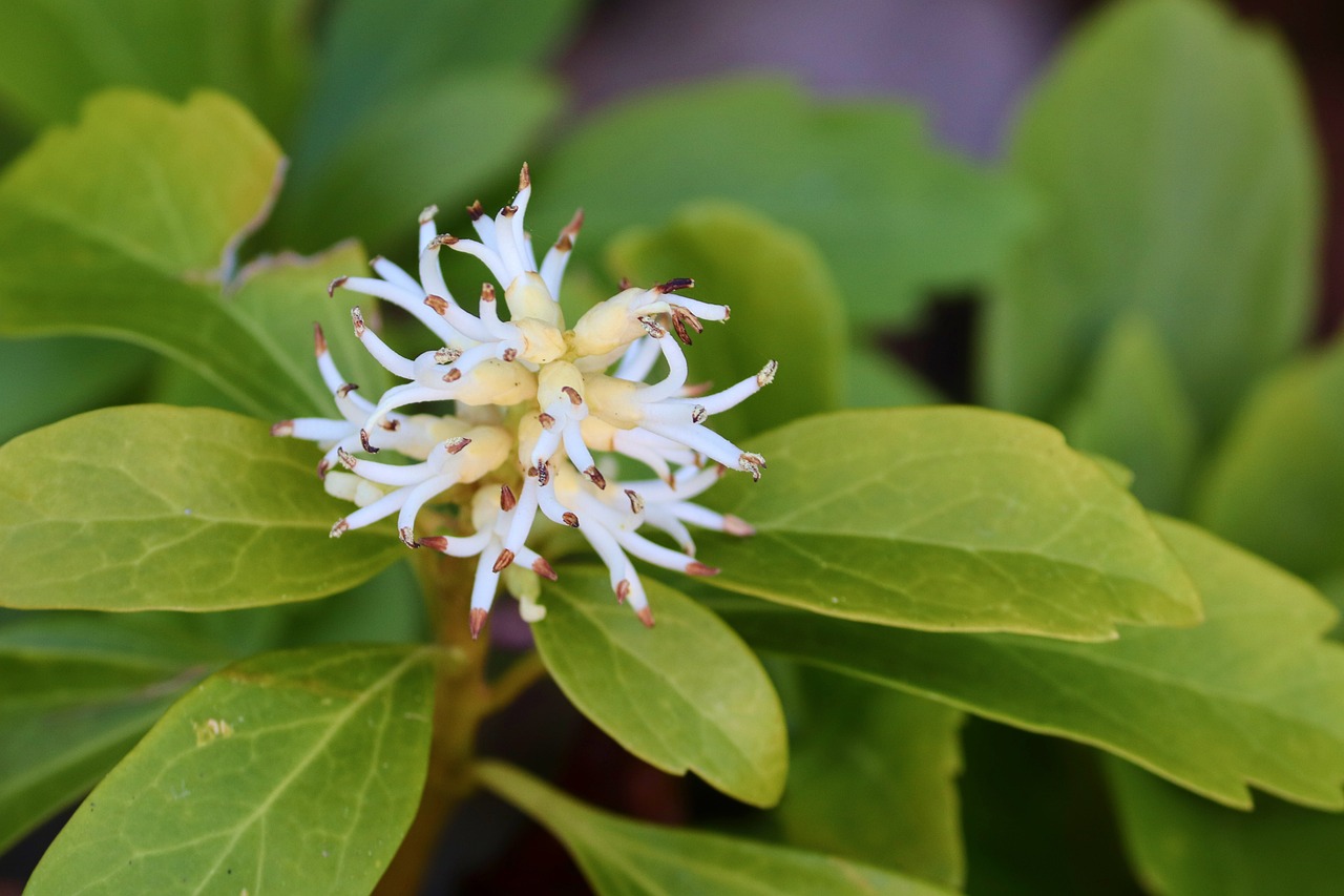 Biljke za senovite balkone vani bossa Pachysandra 