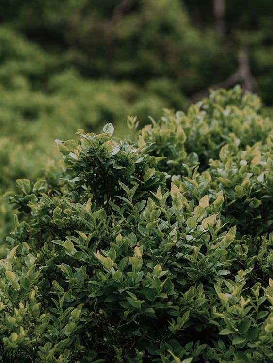 Biljke za senovite balkone vani bossa japanski zimzelen ilex crenata