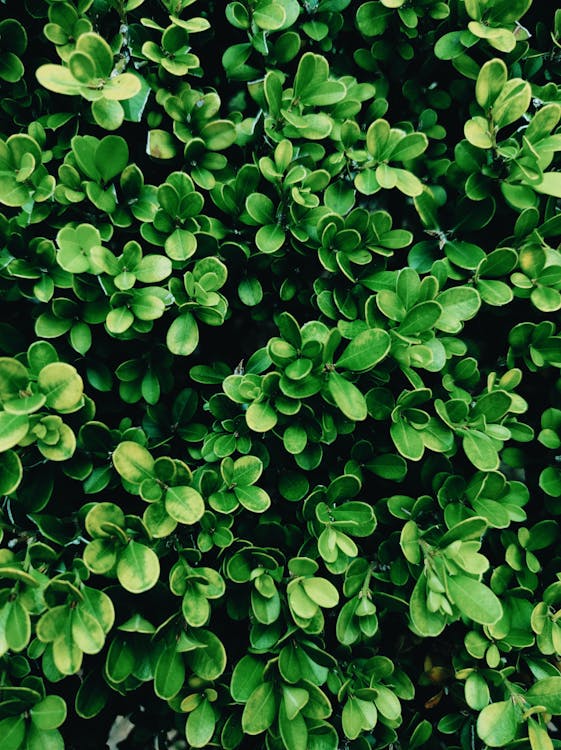 Biljke za senovite balkone vani bossa japanski zimzelen ilex crenata