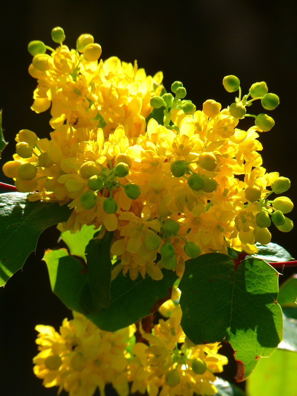 Biljke za senovite balkone vani bossa mahonia aquifolium mahonija