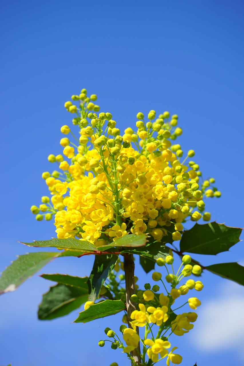 Biljke za senovite balkone vani bossa mahonia aquifolium mahonija 