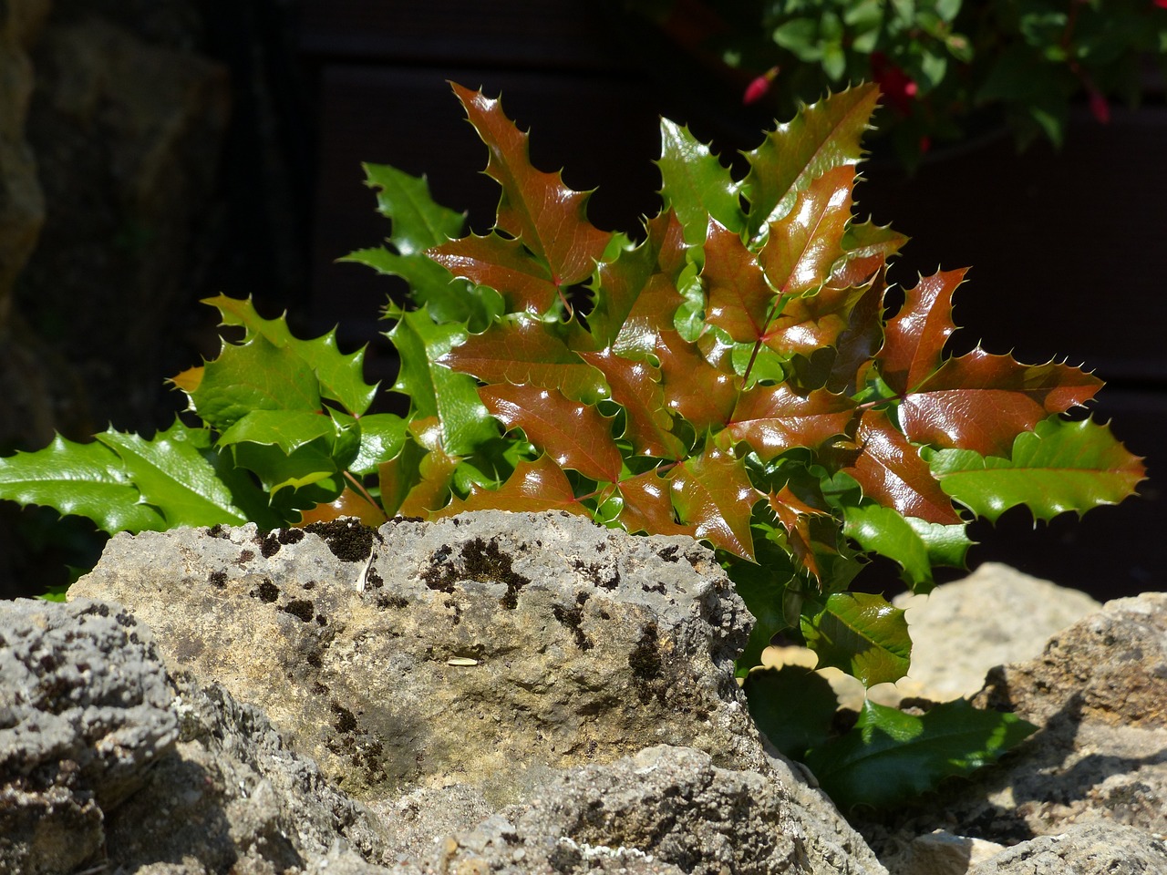 Biljke za senovite balkone vani bossa mahonia aquifolium mahonija 