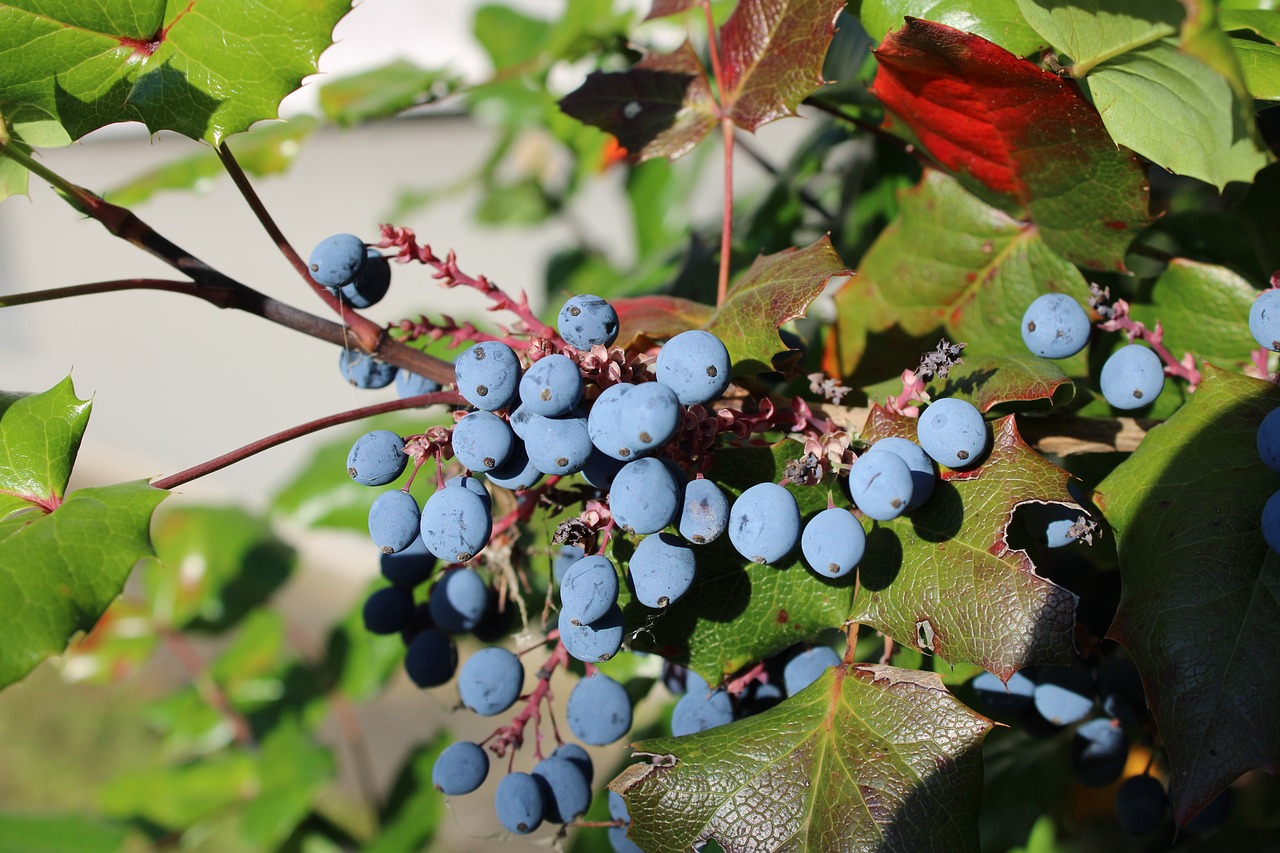 Biljke za senovite balkone vani bossa mahonia aquifolium mahonija